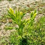 Centaurium maritimum Habit