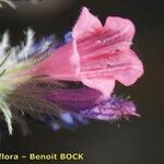 Echium albicans Blomst
