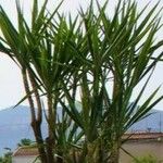 Yucca giganteaLeaf