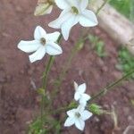 Nicotiana longiflora Кветка