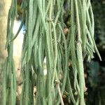 Hoya linearis Blad