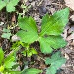 Ranunculus recurvatus Leaf