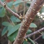 Cotoneaster coriaceus Кора