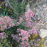 Erica australis Çiçek
