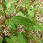Ageratina riparia Folha