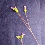 Emilia sonchifolia Blüte