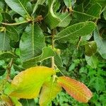 Pappea capensis 葉