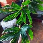 Begonia aconitifolia 葉