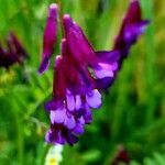 Vicia eriocarpa Blodyn