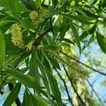 Salix viminalis ফুল