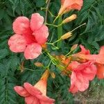 Campsis grandifloraFlor