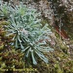 Saxifraga cochlearis Habitus