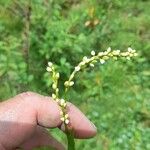 Persicaria punctata Кветка