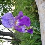 Iris × germanica Flors