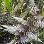 Athyrium niponicum Blad