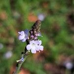 Verbena officinalis Fula