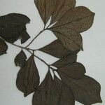 Terminalia amazonia その他の提案