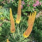 Eremurus stenophyllus Flower