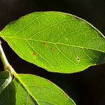 Antirhea rhamnoides Leaf