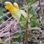 Rhinanthus major Kukka