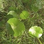 Centella erecta Лист