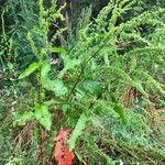 Rumex obtusifoliusFoglia