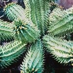 Euphorbia susannae Plante entière
