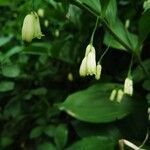 Polygonatum latifolium 花