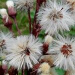 Petasites paradoxus Frucht