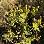 Euphorbia nicaeensis Цвят