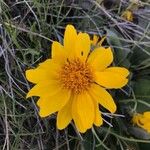 Wyethia sagittata Flower