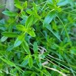 Thymus longicaulisBlad