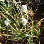 Cyperus niveus Habitat