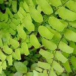 Adiantum philippense叶