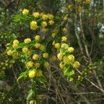 Acacia paradoxa Květ