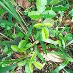 Desmodium tortuosum Leaf