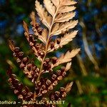 Culcita macrocarpa 果実