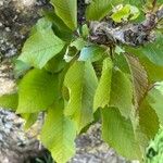 Prunus × yedoensis Blatt