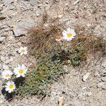 Leucanthemopsis alpina 形態