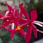 Epidendrum radicans Цветок