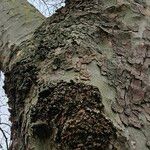 Platanus × hispanica Bark