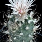 Turbinicarpus schmiedickeanus Характер