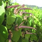 Aristolochia ringens Vivejo