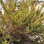 Salicornia perennis Агульны выгляд