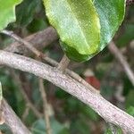 Elaeagnus × submacrophylla Corteza