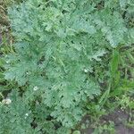 Senecio sylvaticus Blad