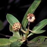 Conocarpus erectus Ffrwyth