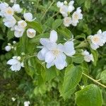 Philadelphus coronariusപുഷ്പം