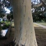 Eucalyptus dalrympleana Kabuk
