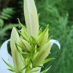 Campanula latifolia Цвят